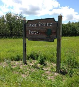 assiniboineforest